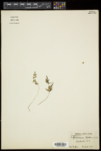Cryptogramma stelleri image
