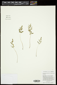 Cryptogramma stelleri image