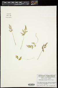 Cryptogramma stelleri image