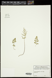 Cryptogramma stelleri image