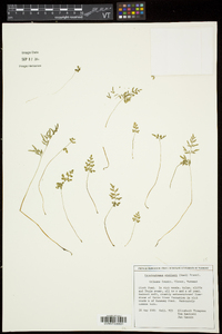 Cryptogramma stelleri image