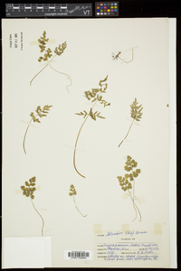 Cryptogramma stelleri image