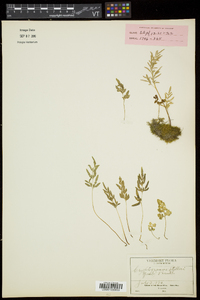 Cryptogramma stelleri image