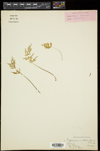 Cryptogramma stelleri image