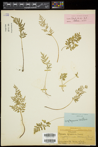 Cryptogramma stelleri image