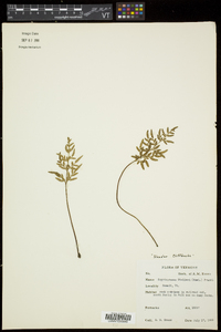 Cryptogramma stelleri image