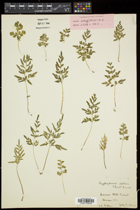 Cryptogramma stelleri image