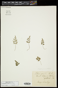 Cryptogramma stelleri image