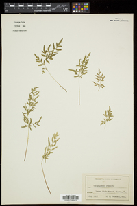 Cryptogramma stelleri image