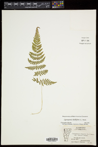 Cystopteris bulbifera image