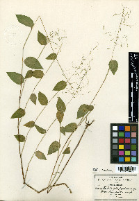 Zeugites pringlei image
