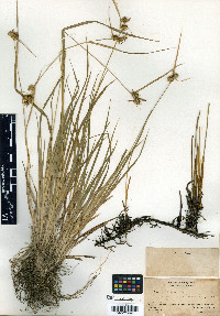 Carex flava image