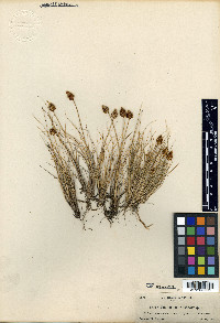 Carex engelmannii image