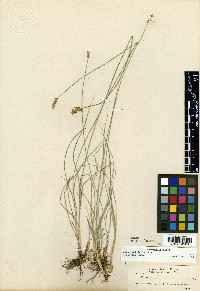 Carex vallicola image
