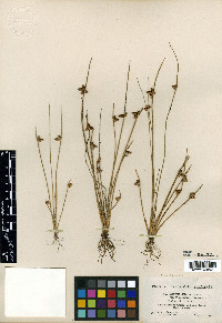 Schoenoplectiella purshiana image