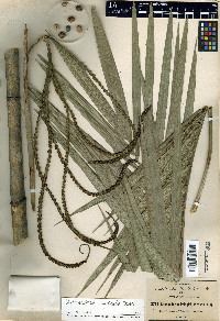 Chamaedorea radicalis image