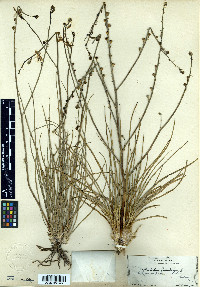 Asphodelus fistulosus image