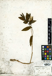 Uvularia grandiflora image