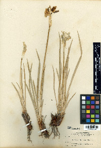 Iris missouriensis image