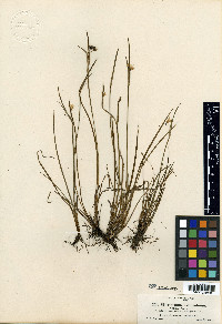Sisyrinchium sarmentosum image