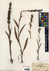 Habenaria repens image