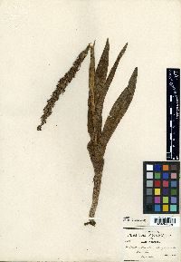 Habenaria thurberi image