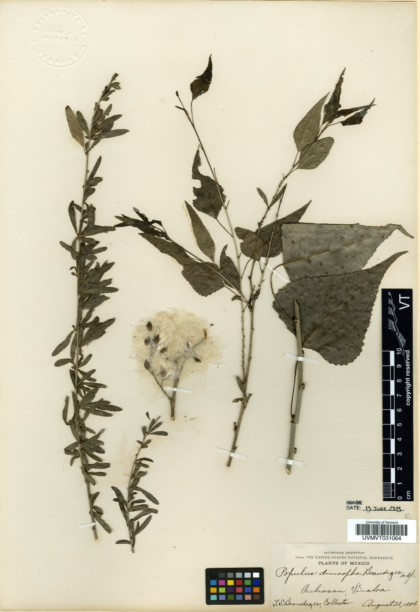 Populus mexicana subsp. dimorpha image