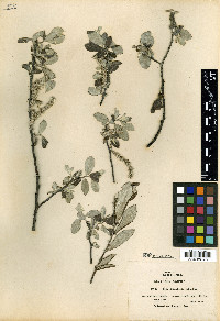 Salix delnortensis image