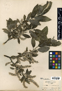 Salix laurentiana image