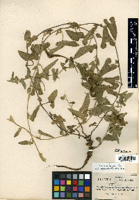 Aristolochia pringlei image