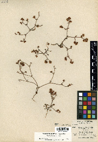 Chorizanthe breweri image