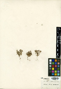 Polygonum parryi image