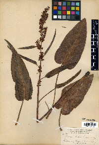 Rumex bakeri image