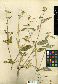 Gomphrena decipiens image
