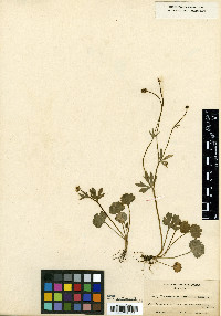 Ranunculus allenii image