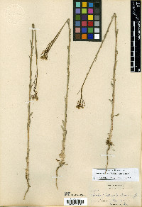Boechera stricta image