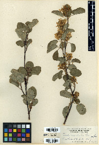 Amelanchier alnifolia subsp. alnifolia image