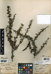 Acacia glandulifera image