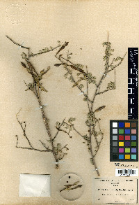 Coursetia glandulosa image