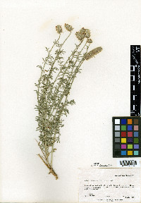 Dalea flavescens image
