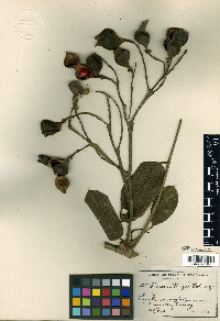 Ormosia krugii image