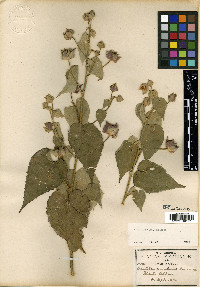 Abutilon simulans image