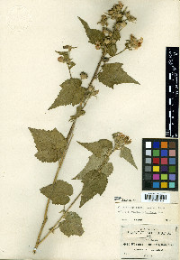 Allowissadula sessei image