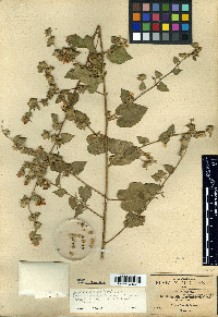 Bastardia bivalvis image