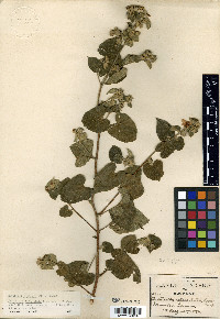 Bastardia bivalvis image
