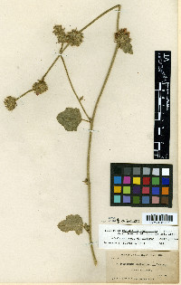 Malacothamnus densiflorus image