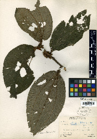 Miconia taurina image