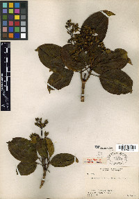 Conostegia chiriquensis image
