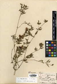Monochaetum calcaratum image