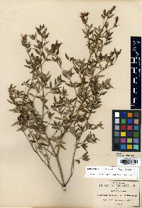 Monochaetum calcaratum image